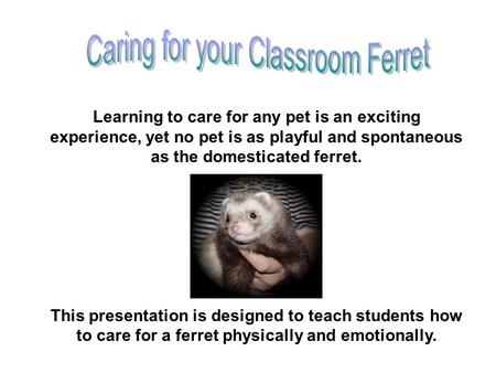 Learning to care for any pet is an exciting experience, yet no pet is as playful and spontaneous as the domesticated ferret. This presentation is designed.