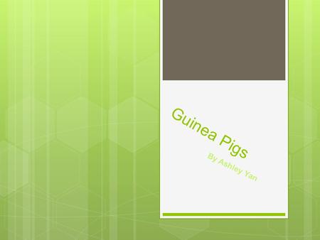 Guinea Pigs By Ashley Yan Table of Contents  Intro to Guinea Pigs  Breeds of a guinea pig  clean a guinea pigs cage  What guineas eat  Treats 