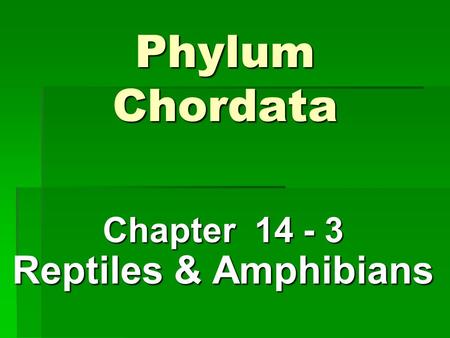 Chapter Reptiles & Amphibians