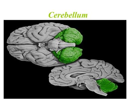Cerebellum. Site: Posterior cranial fossa, behind pons & medulla oblongata. 2 Surfaces: Superior & Inferior. 3 Parts: * Vermis - Superior: indistinct.