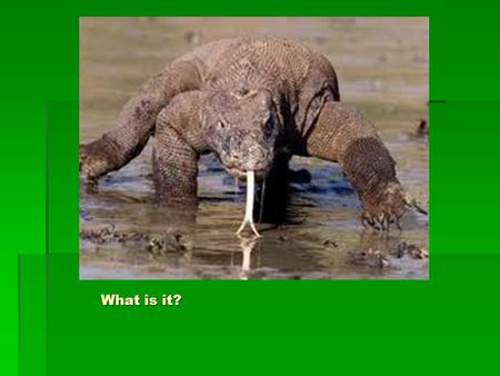 What is it? By: Thane Maynard Adapted by: Monica Coliadis Komodo Dragons Genre: Expository Nonfiction Author’s Purpose - Inform Reading.