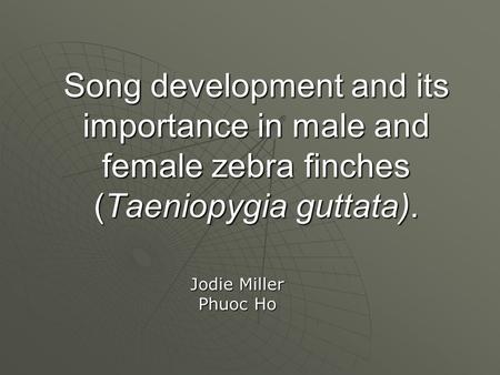 Song development and its importance in male and female zebra finches (Taeniopygia guttata). Jodie Miller Phuoc Ho.
