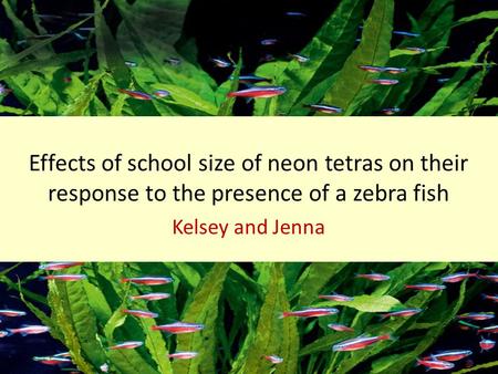 Effects of school size of neon tetras on their response to the presence of a zebra fish Kelsey and Jenna.