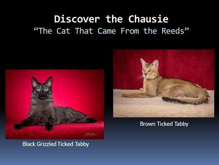 Discover the Chausie “The Cat That Came From the Reeds” Brown Ticked Tabby Black Grizzled Ticked Tabby.