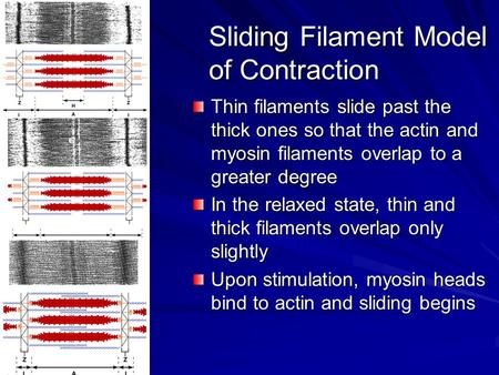Sliding Filament Model of Contraction