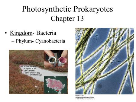 Photosynthetic Prokaryotes Chapter 13 Kingdom- Bacteria –Phylum- Cyanobacteria.