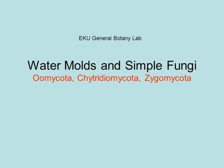 Water Molds and Simple Fungi Oomycota, Chytridiomycota, Zygomycota EKU General Botany Lab.