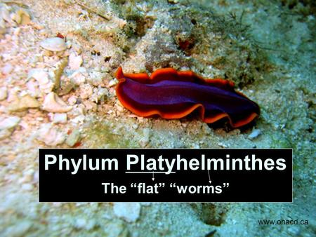 Phylum Platyhelminthes The “flat” “worms” www.onacd.ca.