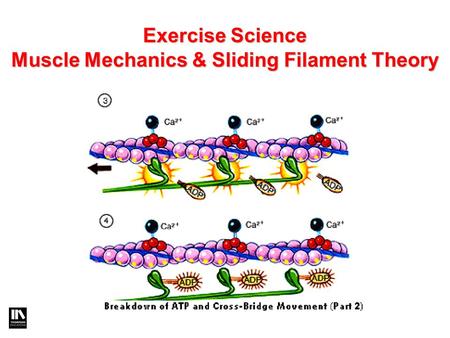 Exercise Science Muscle Mechanics & Sliding Filament Theory