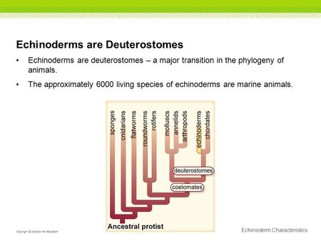 Echinoderm Characteristics Copyright © McGraw-Hill Education Echinoderms are Deuterostomes Echinoderms are deuterostomes – a major transition in the phylogeny.