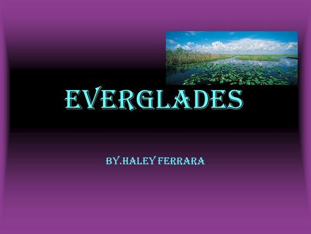 Everglades By.Haley Ferrara. Location Region-Southeast State-Florida Capital-Tallahassee Longitude-80.70000°W Latitude-26°N.