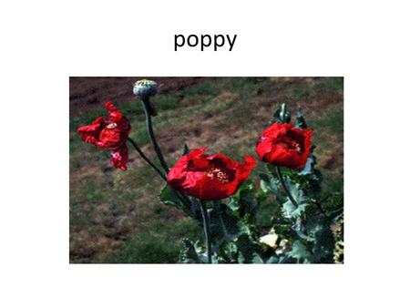 Poppy.