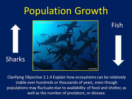 Population Growth Sharks Fish Clarifying Objective 2.1.4 Explain how ecosystems can be relatively stable over hundreds or thousands of years, even though.