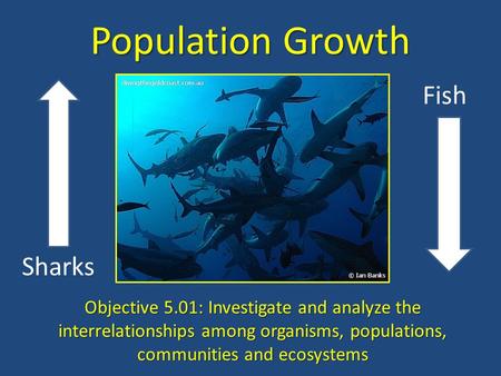 Population Growth Fish Sharks