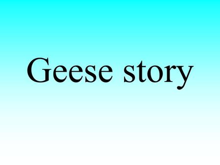 Geese story.