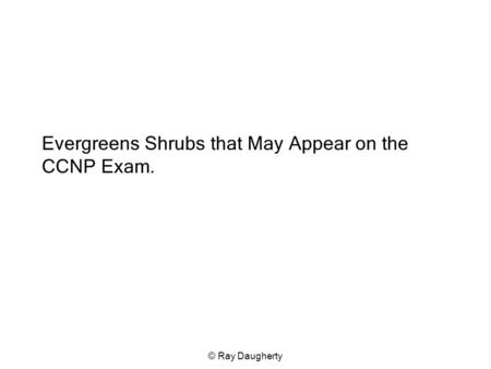 © Ray Daugherty Evergreens Shrubs that May Appear on the CCNP Exam.