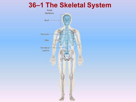 36–1 The Skeletal System Photo Credit: © Getty Images.