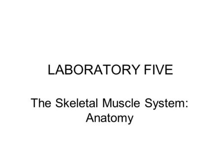 LABORATORY FIVE The Skeletal Muscle System: Anatomy.