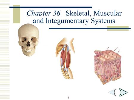 Chapter 36 Skeletal, Muscular and Integumentary Systems