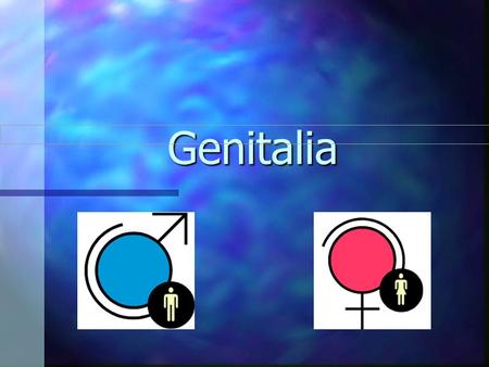 Genitalia.