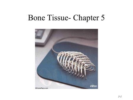 Bone Tissue- Chapter 5.