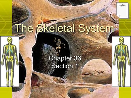 The Skeletal System Chapter 36 Section 1 Notes