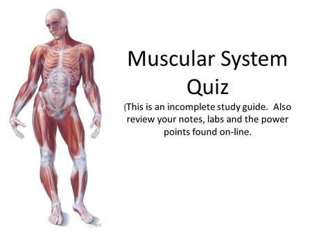 Muscular System Quiz (This is an incomplete study guide