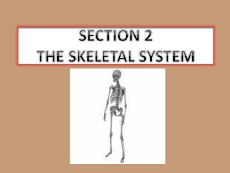 SECTION 2 THE SKELETAL SYSTEM