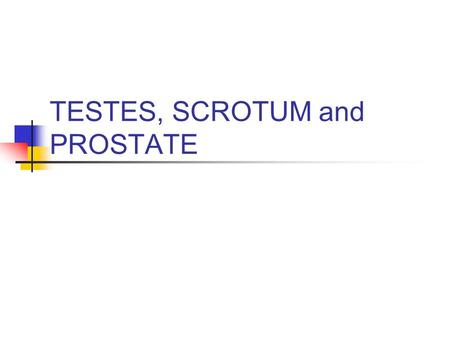 TESTES, SCROTUM and PROSTATE