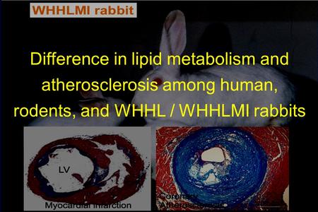Difference in lipid metabolism and atherosclerosis among human, rodents, and WHHL / WHHLMI rabbits.