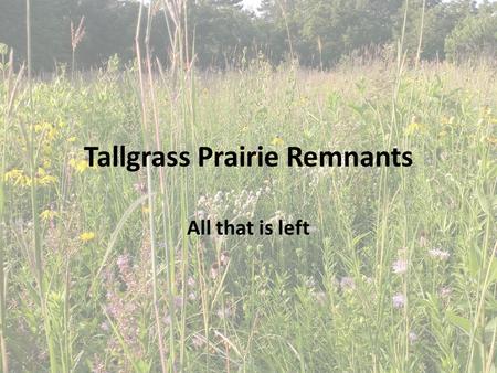 Tallgrass Prairie Remnants All that is left. USFWS GRANT  CA/Standard/US/2013_Sept.shtm