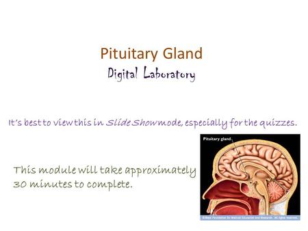 Pituitary Gland Digital Laboratory It’s best to view this in Slide Show mode, especially for the quizzes. This module will take approximately 30 minutes.
