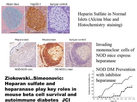 Heparin Sulfate in Normal Islets (Alcina blue and Histochemistry staining) Invading mononuclear cells of NOD mice express heparanase NOD DM Prevention.