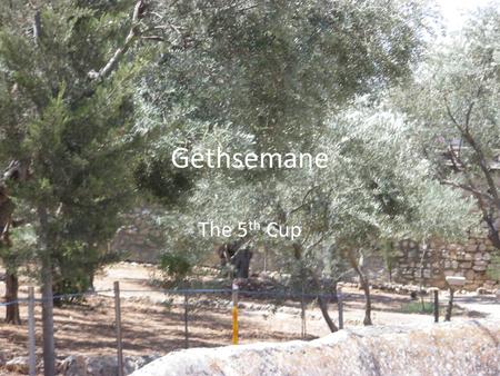 Gethsemane The 5 th Cup. Shema – Hebrew Shema Israel, Adonai elohenu – Adonai echad Ve’ahavta et Adonai eloeikah B’khol levavkah Uve’khol naphshekah Uve’khol.