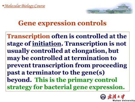 Transcription often is controlled at the stage of initiation. Transcription is not usually controlled at elongation, but may be controlled at termination.