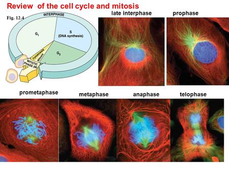 Fig. 12.4 Review of the cell cycle and mitosis late interphaseprophase prometaphase metaphaseanaphasetelophase.