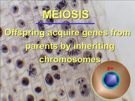 Offspring acquire genes from parents by inheriting chromosomes