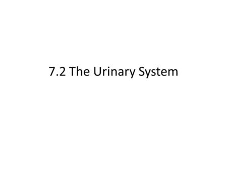 7.2 The Urinary System. Components of urinary system are: – 2 kidneys – 2 ureters – Urinary bladder – urethra.