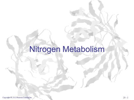 Nitrogen Metabolism Copyright  2013 Pearson Canada Inc. 20 - 1.