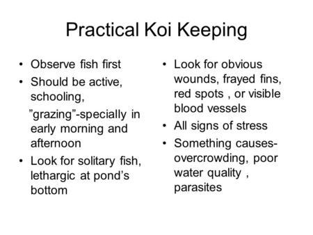 Practical Koi Keeping Observe fish first Should be active, schooling, ”grazing”-specially in early morning and afternoon Look for solitary fish, lethargic.