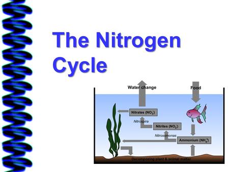 The Nitrogen Cycle. The N Cycle in words When we start our tanks, and get all the chemical levels balances (salinity, temperature and density), the.