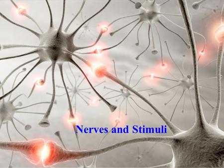 Nerves and Stimuli. Stimulus – any perturbation in an animal’s internal or external environment which results in changes in membrane physiology of a receptor.