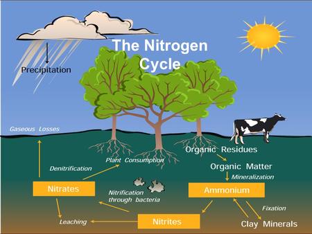 The Nitrogen Cycle. Nitrogen Cycle Nitrogen is an element. It is found in living things like plants and animals. It is also an important part of non-living.