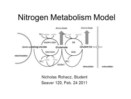 Nitrogen Metabolism Model Nicholas Rohacz, Student Seaver 120, Feb. 24 2011.