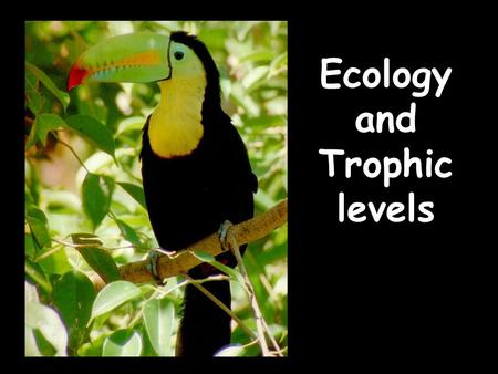 Ecology and Trophic levels. Trophic Levels Each link in a food chain is known as a trophic level. Trophic levels represent a feeding step in the transfer.