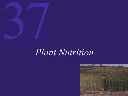 37 Plant Nutrition. 37 The Acquisition of Nutrients All living things need raw materials from the environment. These nutrients include carbon, hydrogen,