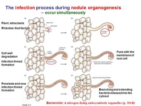 The infection process during nodule organogenesis ─ occur simultaneously Plant: attractants Rhizobia: Nod factors Cell wall degradation Infection thread.