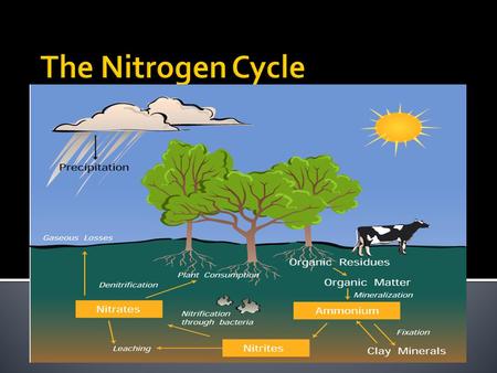  The movement of nitrogen, in its many forms, between the biosphere, atmosphere, and animals, is described by the nitrogen cycle.