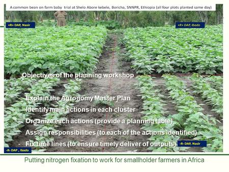 Putting nitrogen fixation to work for smallholder farmers in Africa Objectives of the planning workshop Objectives of the planning workshop -Explain the.