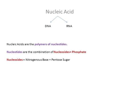 Nucleic Acid DNARNA Nucleic Acids are the polymers of nucleotides. Nucleotides are the combination of Nucleosides+ Phosphate Nucleosides = Nitrogenous.